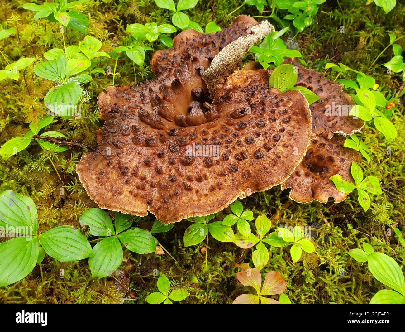 Large Hawk's Wing mushroom growing in moss in Southeast Alaska. Stock Photo