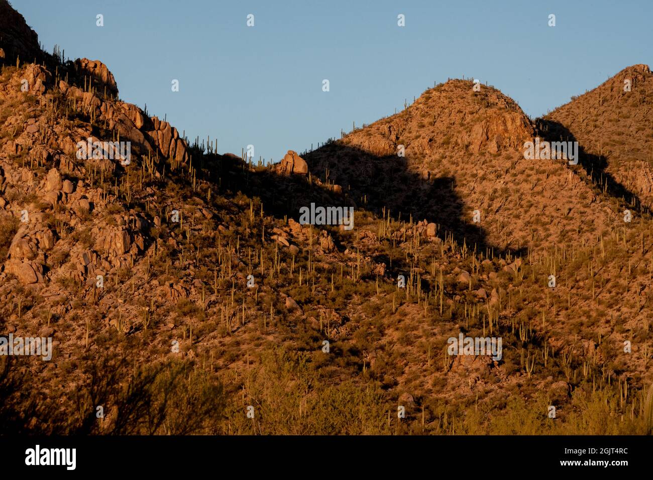 Sanoran Desert Rocks Rocks Scattered Among the Saguaro Cacti in the Sonoran Desert Stock ...