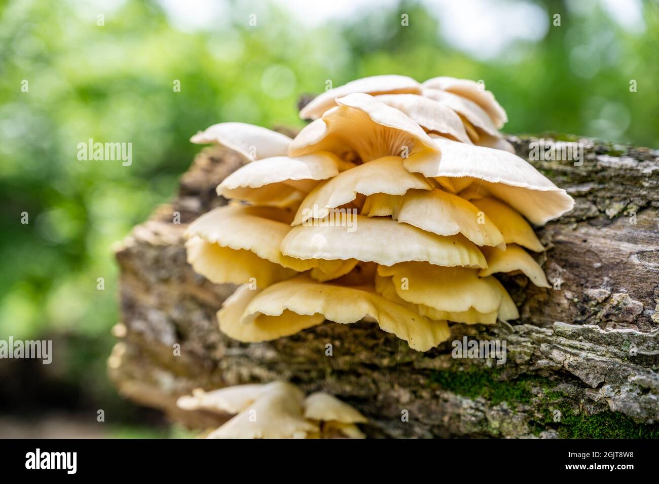 White Oyster Mushrooms growing on a decaying log in a forest Stock