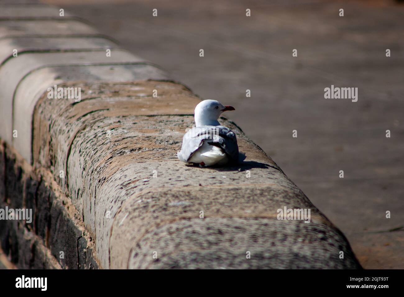 Seagull resting on a waterfront stone wall Stock Photo