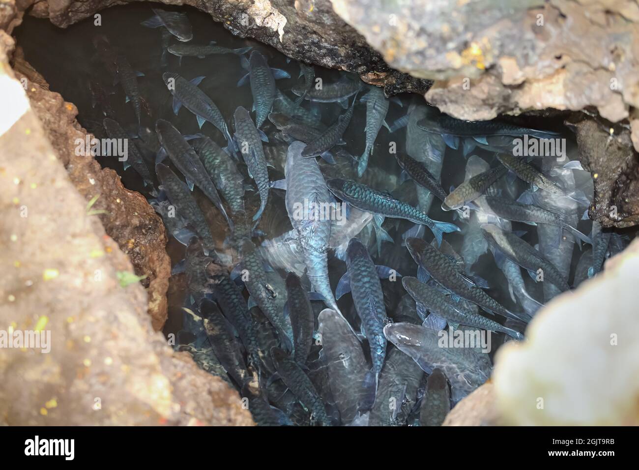 Soro brook carp in fish cave ,Mae Hong Son Thailand. Stock Photo