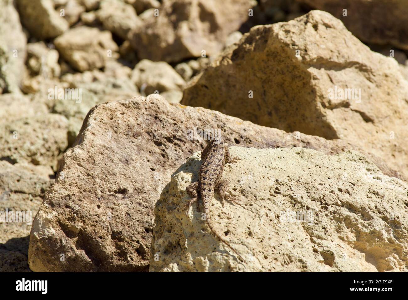Lizards at Smith Rock, Oregon Stock Photo