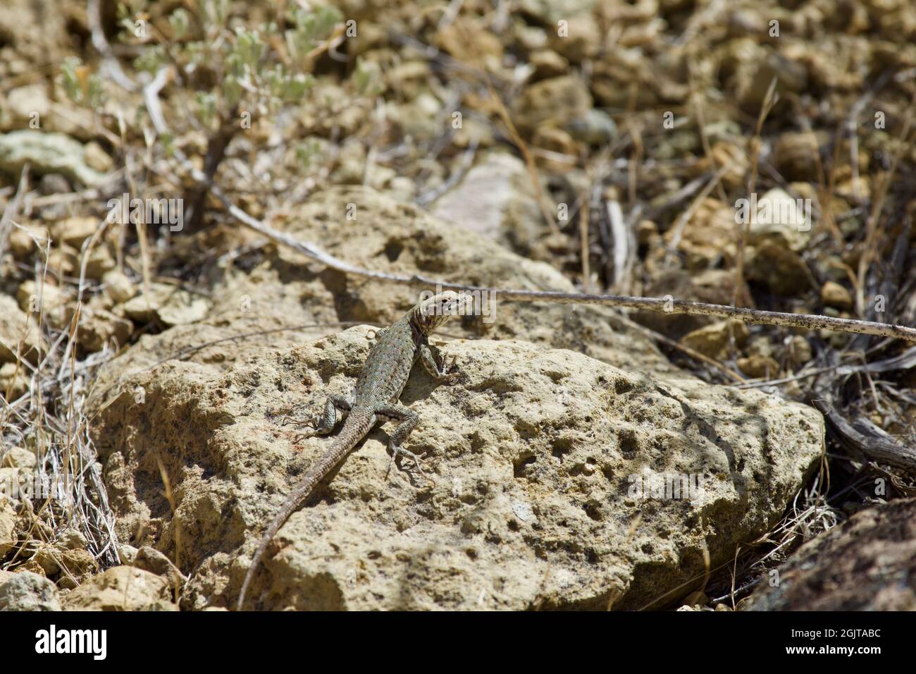 Lizards at Smith Rock, Oregon Stock Photo