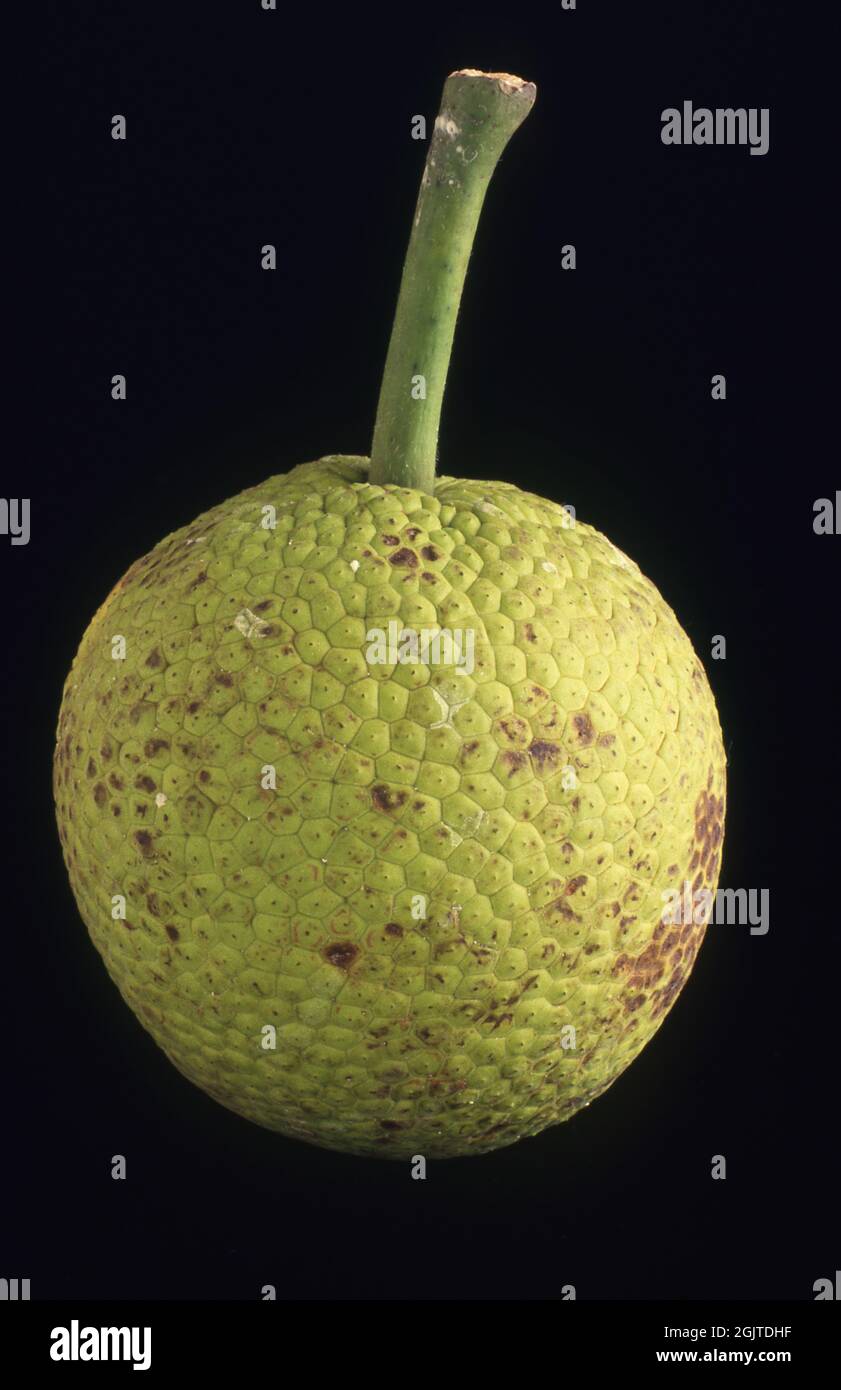 Studio image of breadfruit. Breadfruit is a species of flowering tree in the mulberry and jackfruit family (Moraceae). Stock Photo