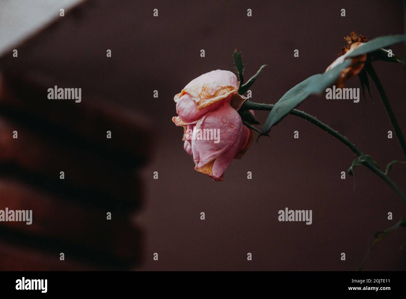 The wilted drooping faded pink roses in the garden Stock Photo Alamy