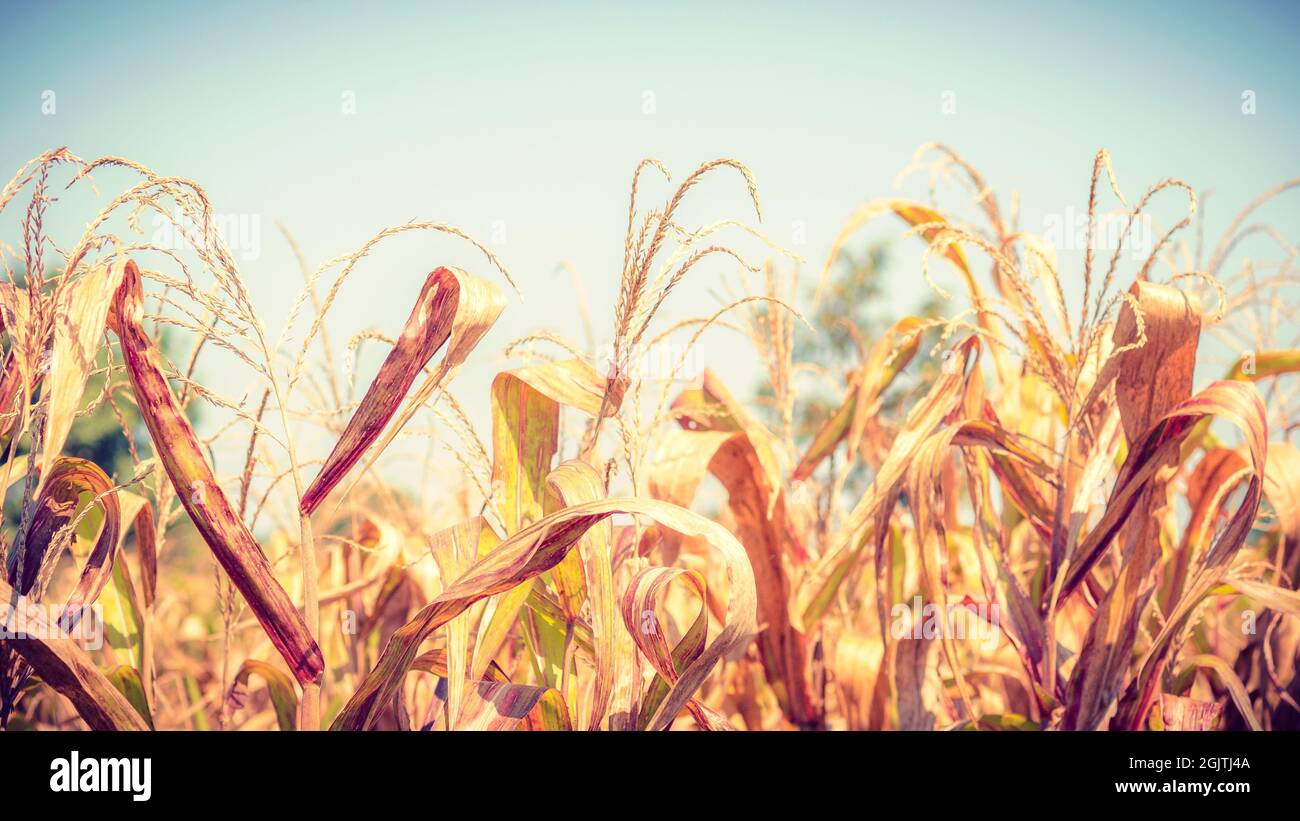 Dried Corn Field Background Stock Photo Alamy
