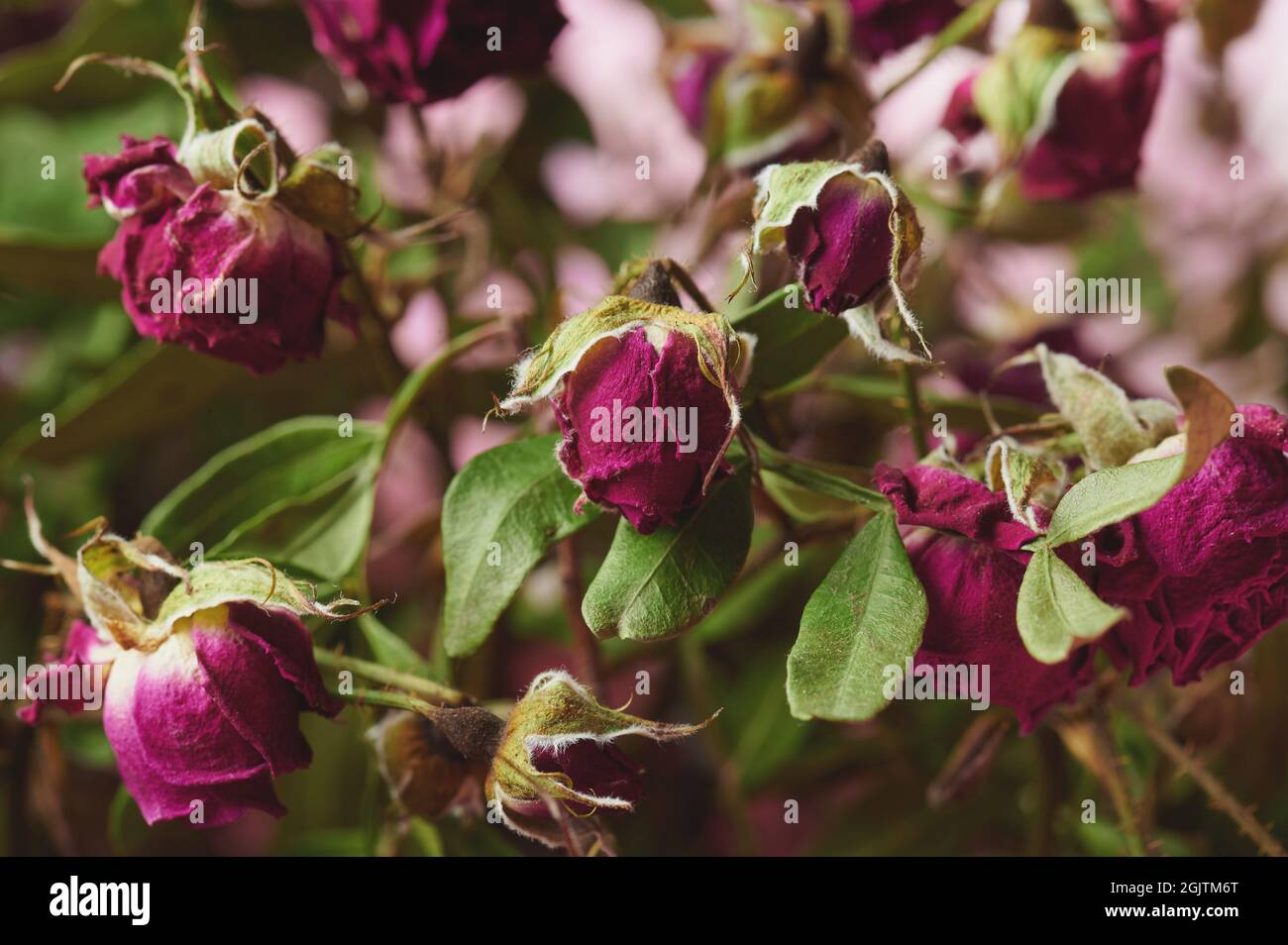 Red dry rose background. Floral colorful botany theme Stock Photo