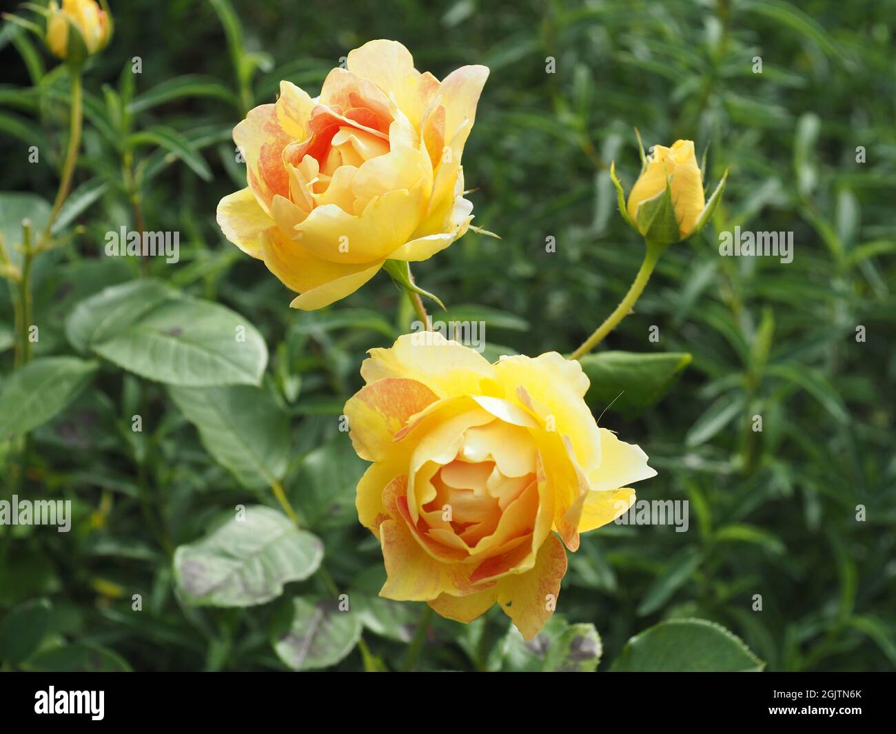 Rose, "Oranges and Lemons", yellow and orange flowers Stock Photo Alamy