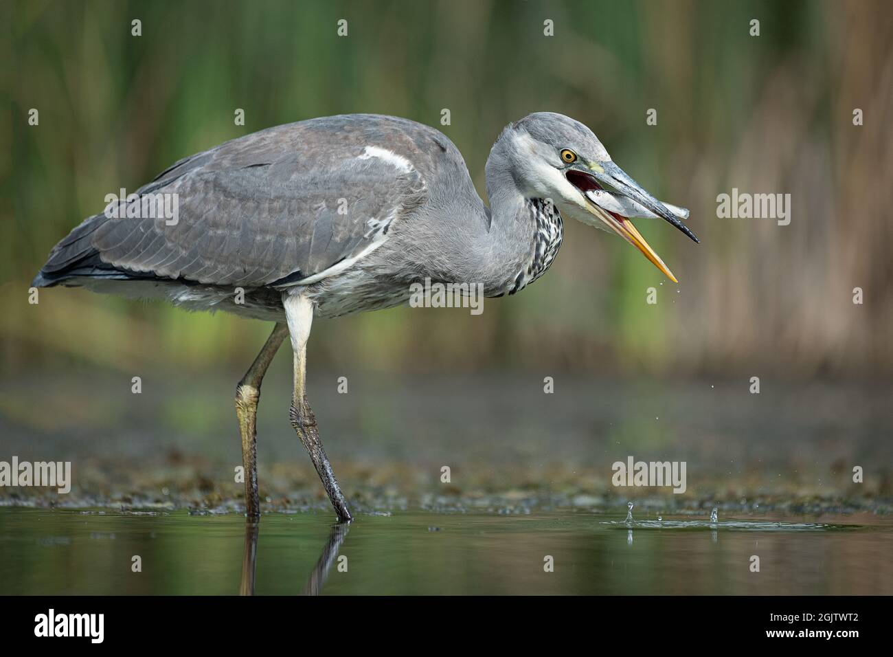 a close up of a grey, gray heron standing in the water with a fish in its beak Stock Photo