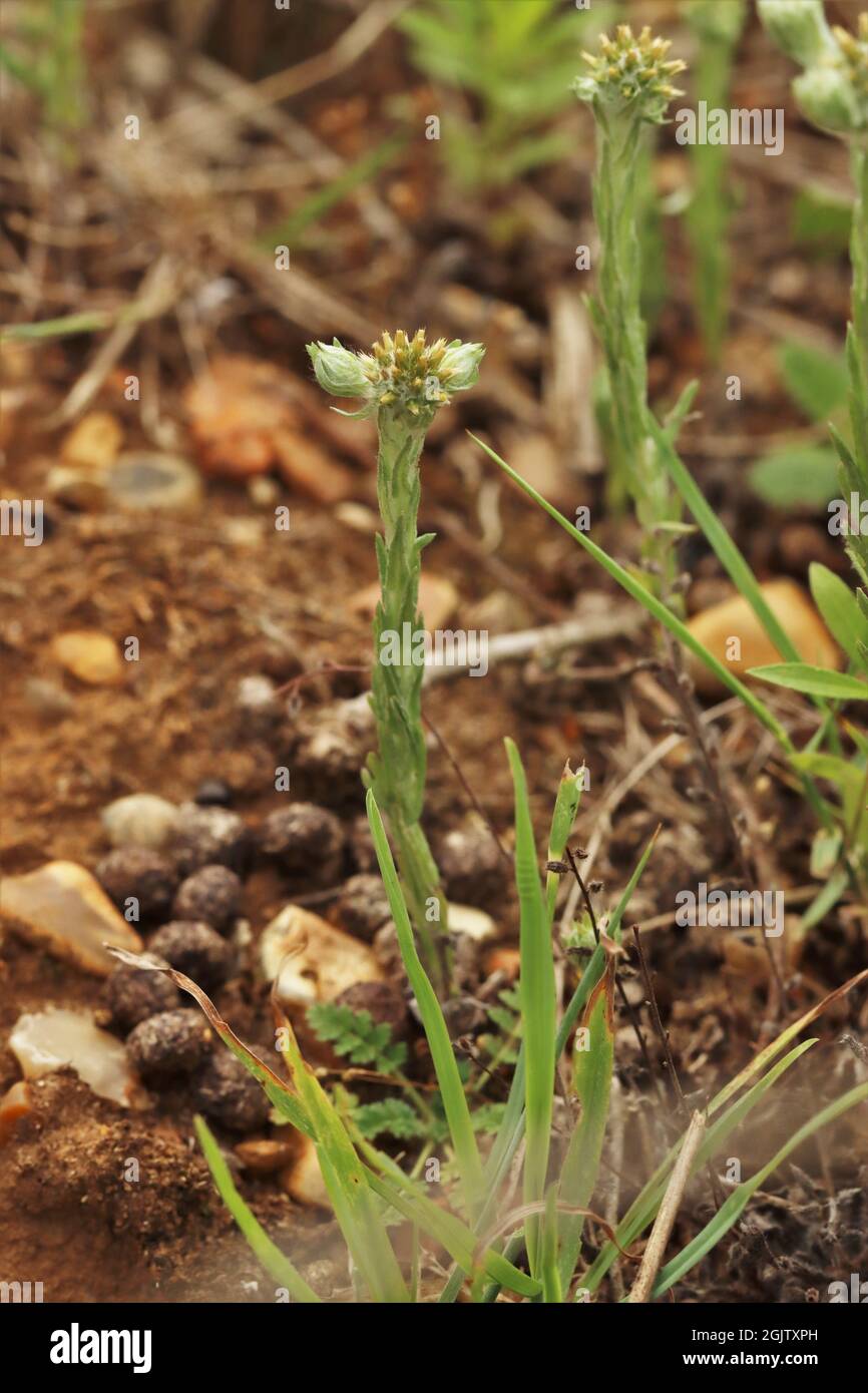 Common Cudweed Stock Photo