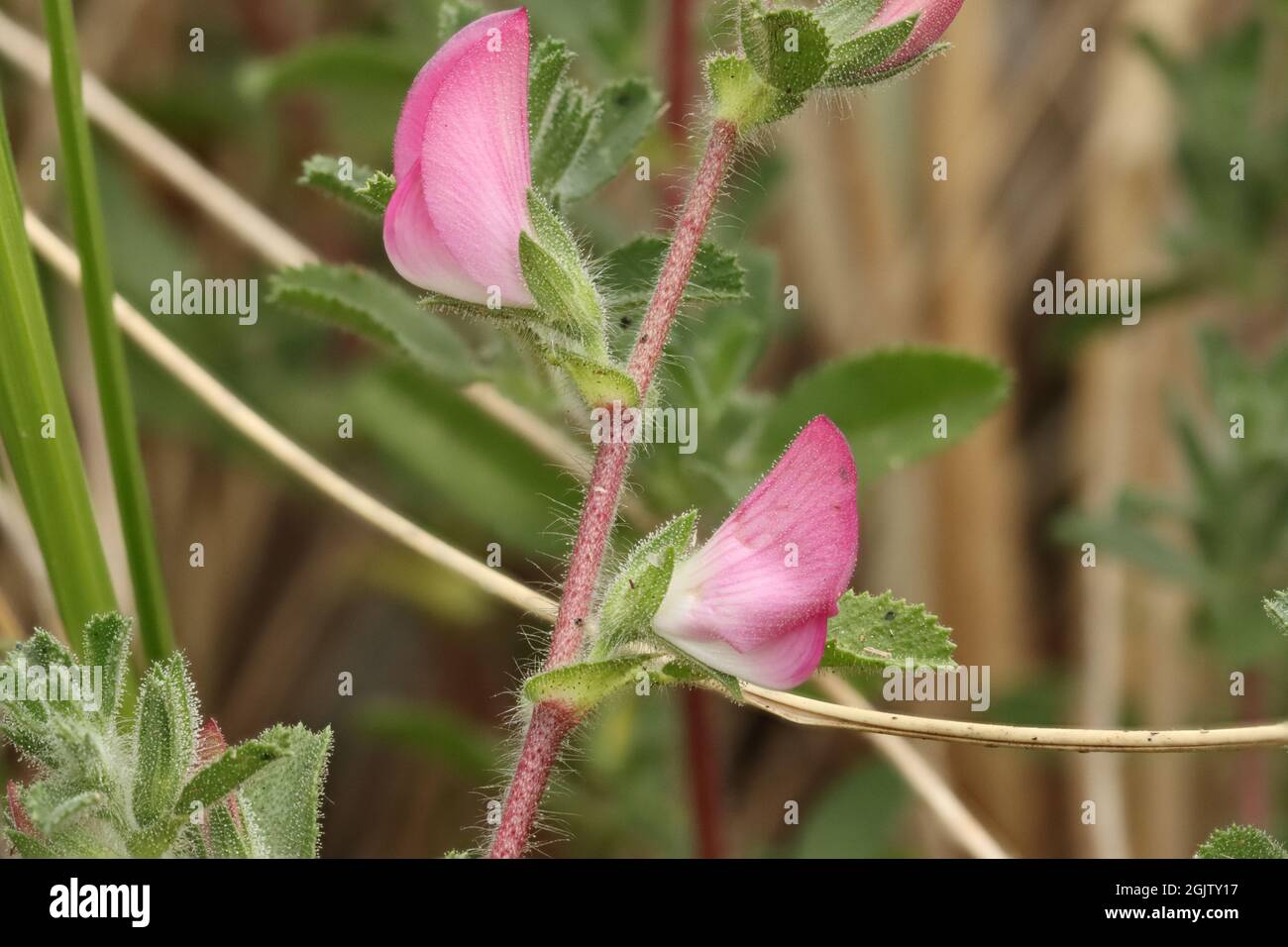 Common Restharrow Stock Photo