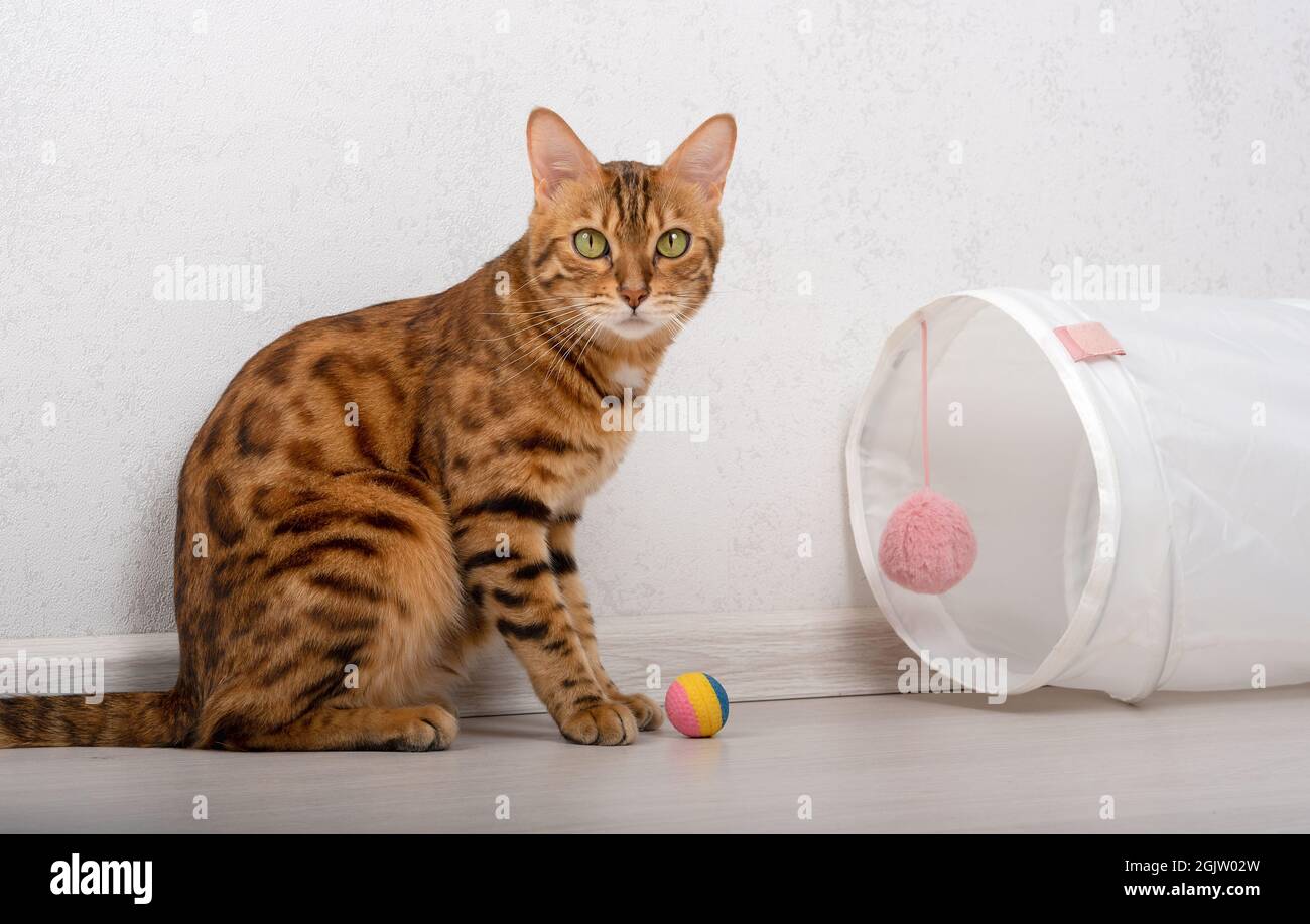 A domestic cat with black markings is playing near a play tunnel with a multi-colored ball on the floor. Stock Photo