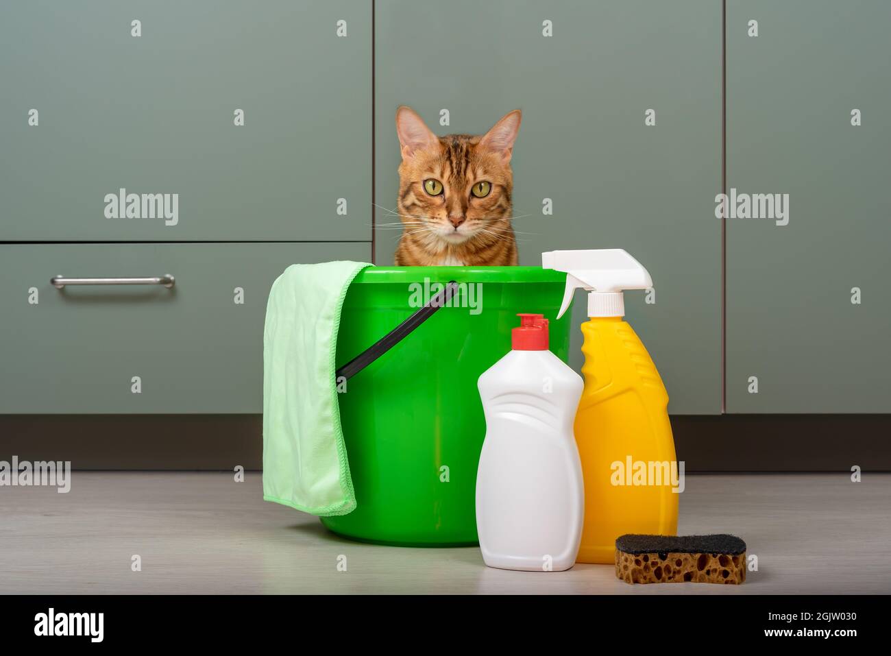 A funny cat sits in a bucket next to detergents and a rag. House cleaning. Stock Photo