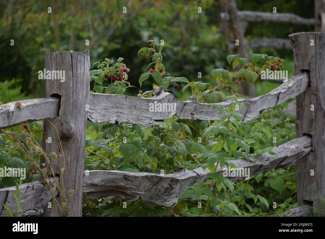 Jpeg Raspberry Hedge a natural Wood fence frames a Raspberry hedge Stock Photo - Alamy