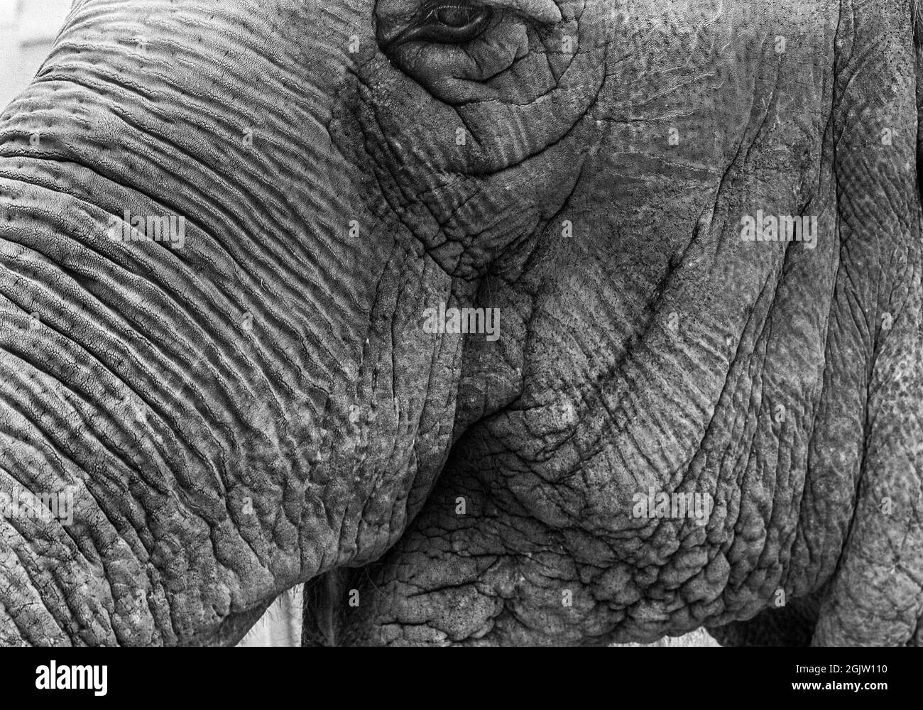 Asian elephant, head detail. Stock Photo
