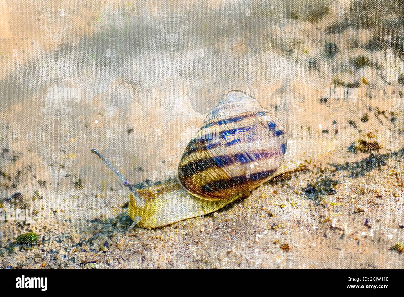 Garden snail in the sand. Mollusk slowly crawling on wet white sand ...