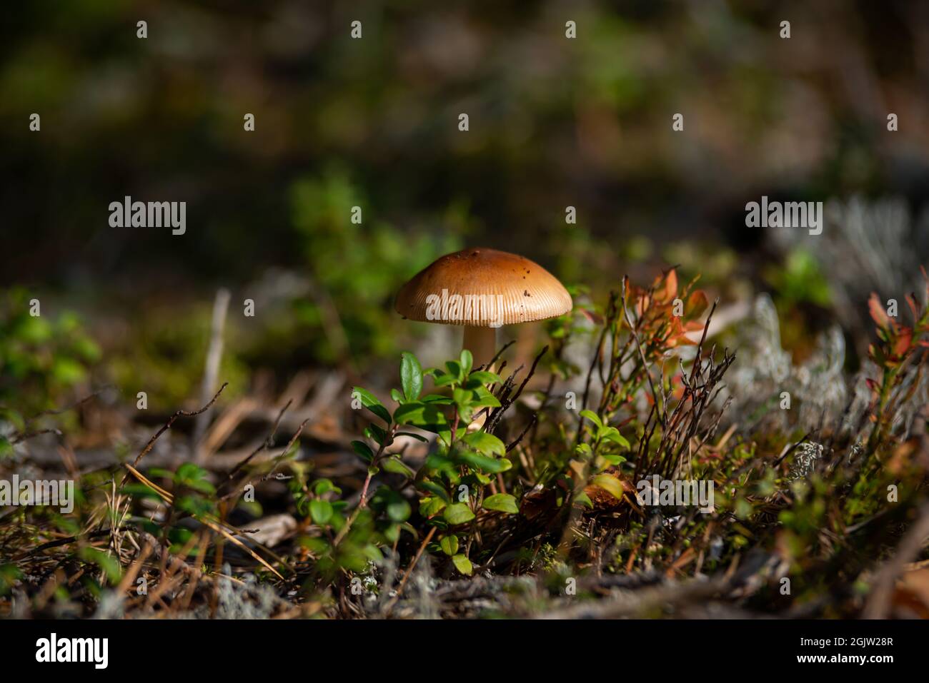 Mushroom with fall leaves Autumn Nature forest seasonal concept view from the ground Stock Photo