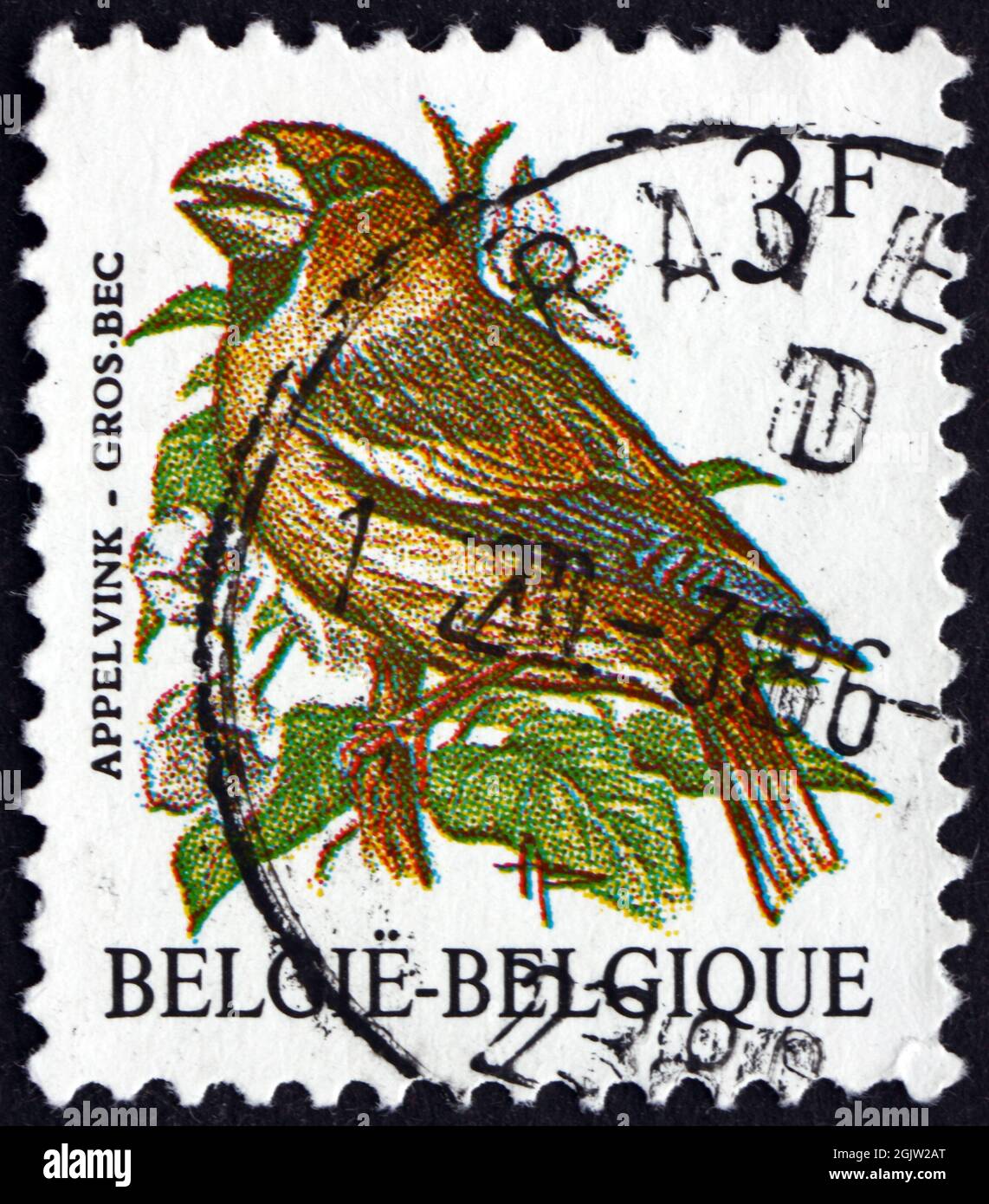 BELGIUM - CIRCA 1985: a stamp printed in the Belgium shows Evening Grosbeak, Hesperiphona Vespertina, small Passerine Bird, circa 1985 Stock Photo