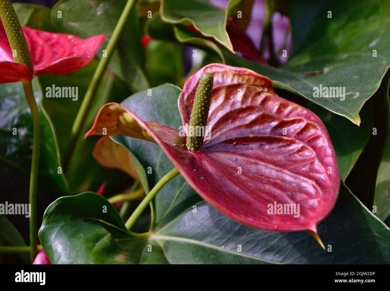 Simple flowers pastel colored hi-res stock photography and images - Alamy