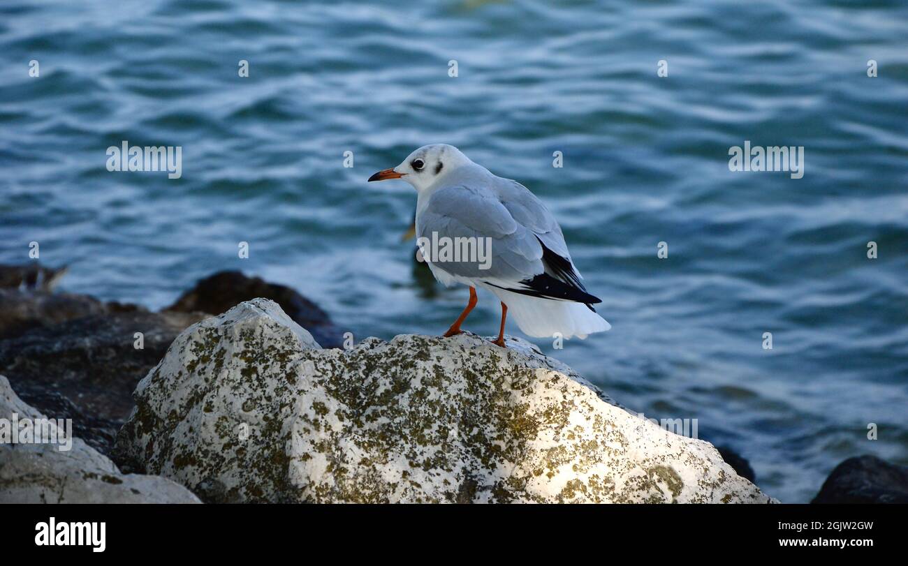 seagulls on the lake Stock Photo