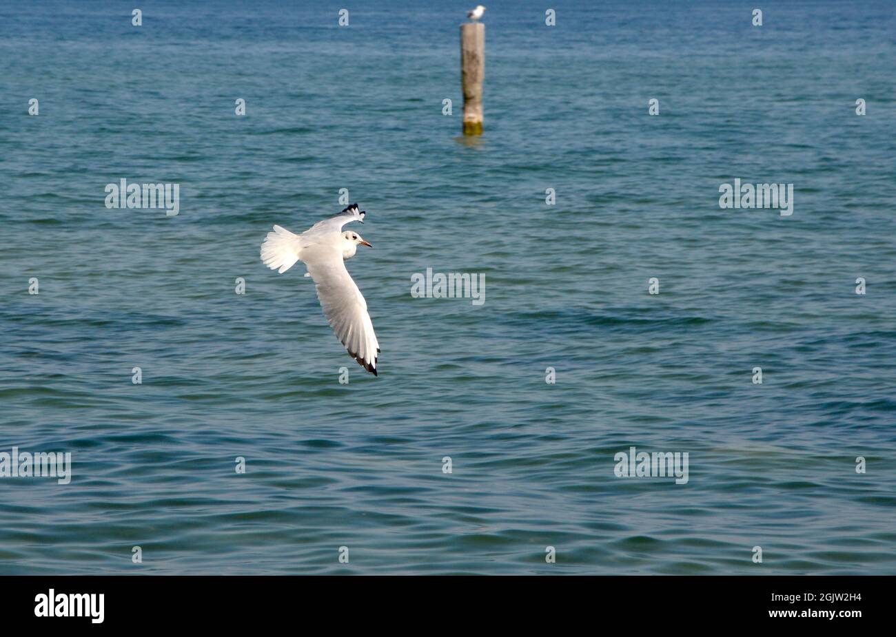 seagulls on the lake Stock Photo