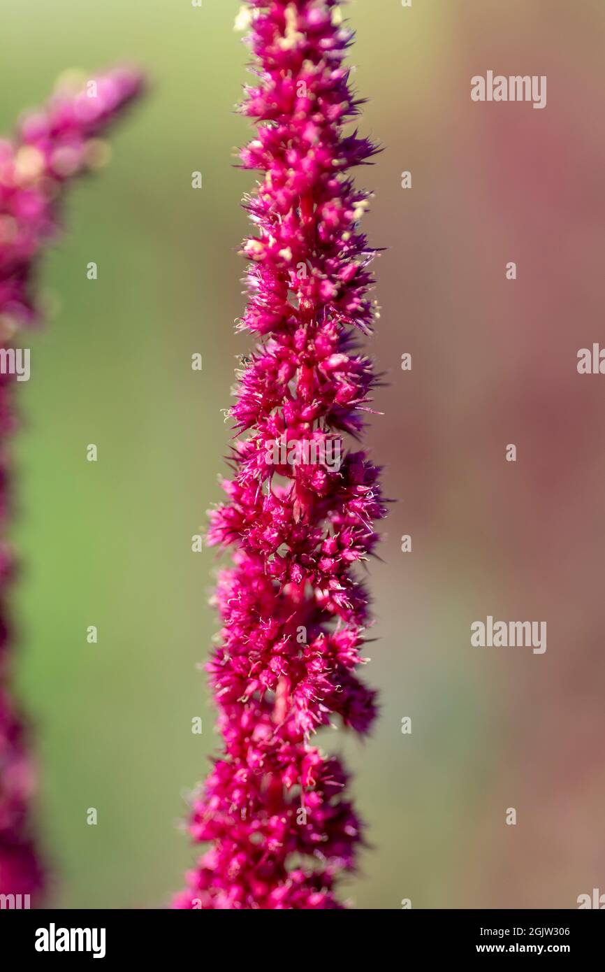 Amaranth purple flower spikes in the summer. The plant is also known as Blood, Red or Purple Amaranth. Stock Photo