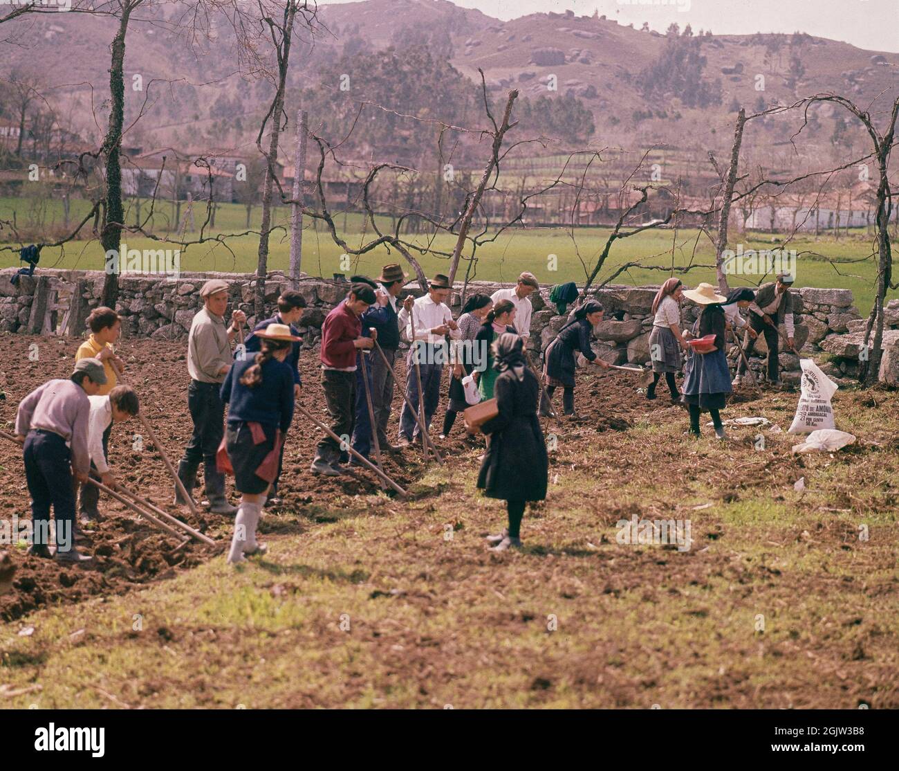 Cultivo de cultivo de patatas hi-res stock photography and images - Alamy