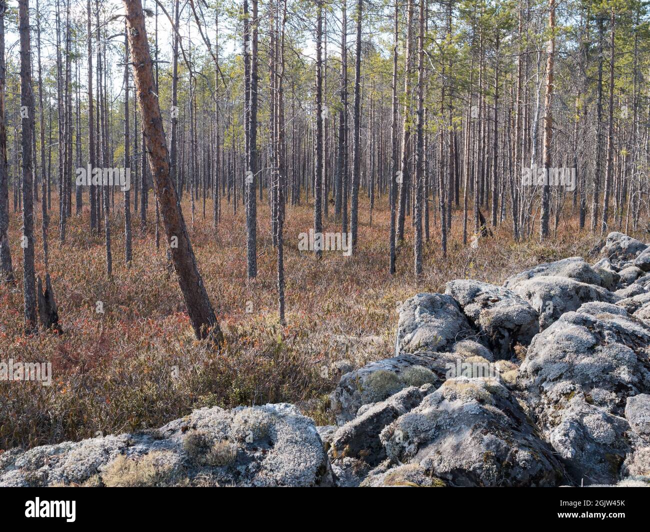 Dwarf-shrub pine bog by field of rocks Stock Photo