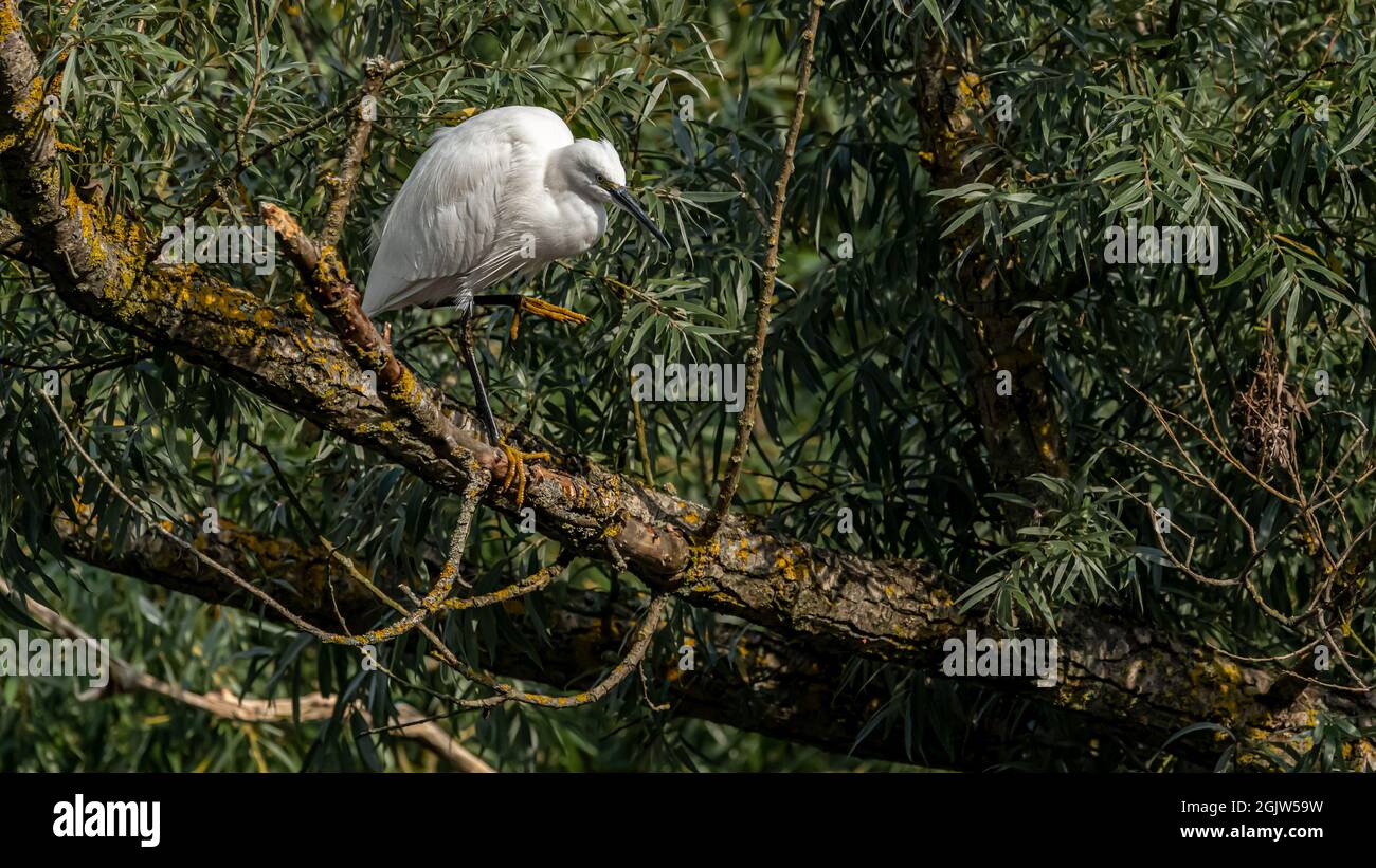 A brilliantly white Little Egret balanced perfectly on one leg on the bough of a tree Stock Photo
