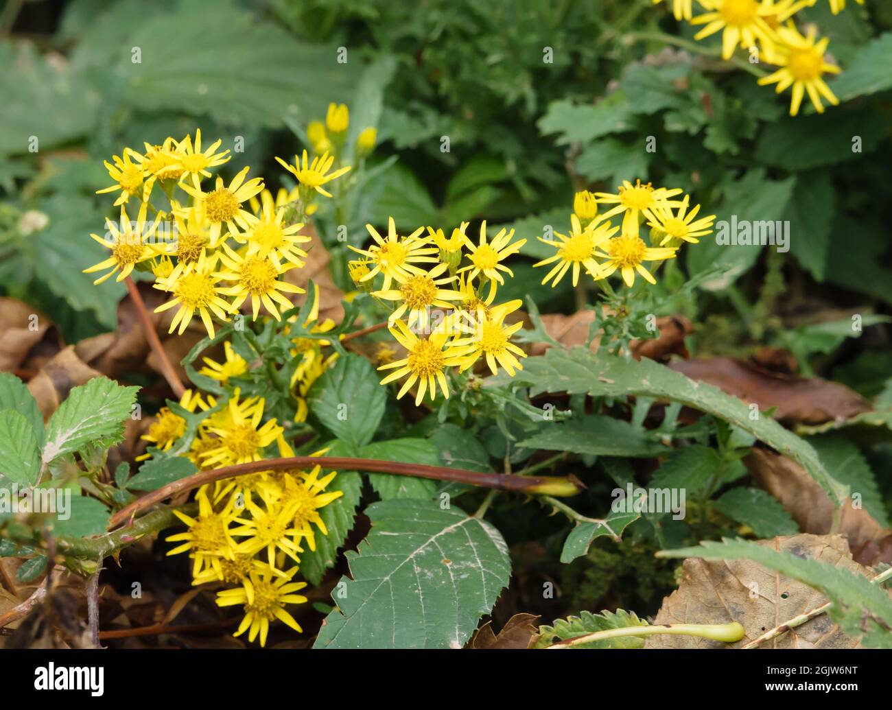 beautiful yellow Ragwort flowers (Senecio jacobaea) growing wild on Salisbury Plain grasslands Wiltshire UK Stock Photo