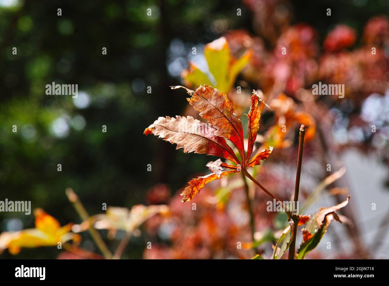 Withered landscape hi-res stock photography and images - Alamy