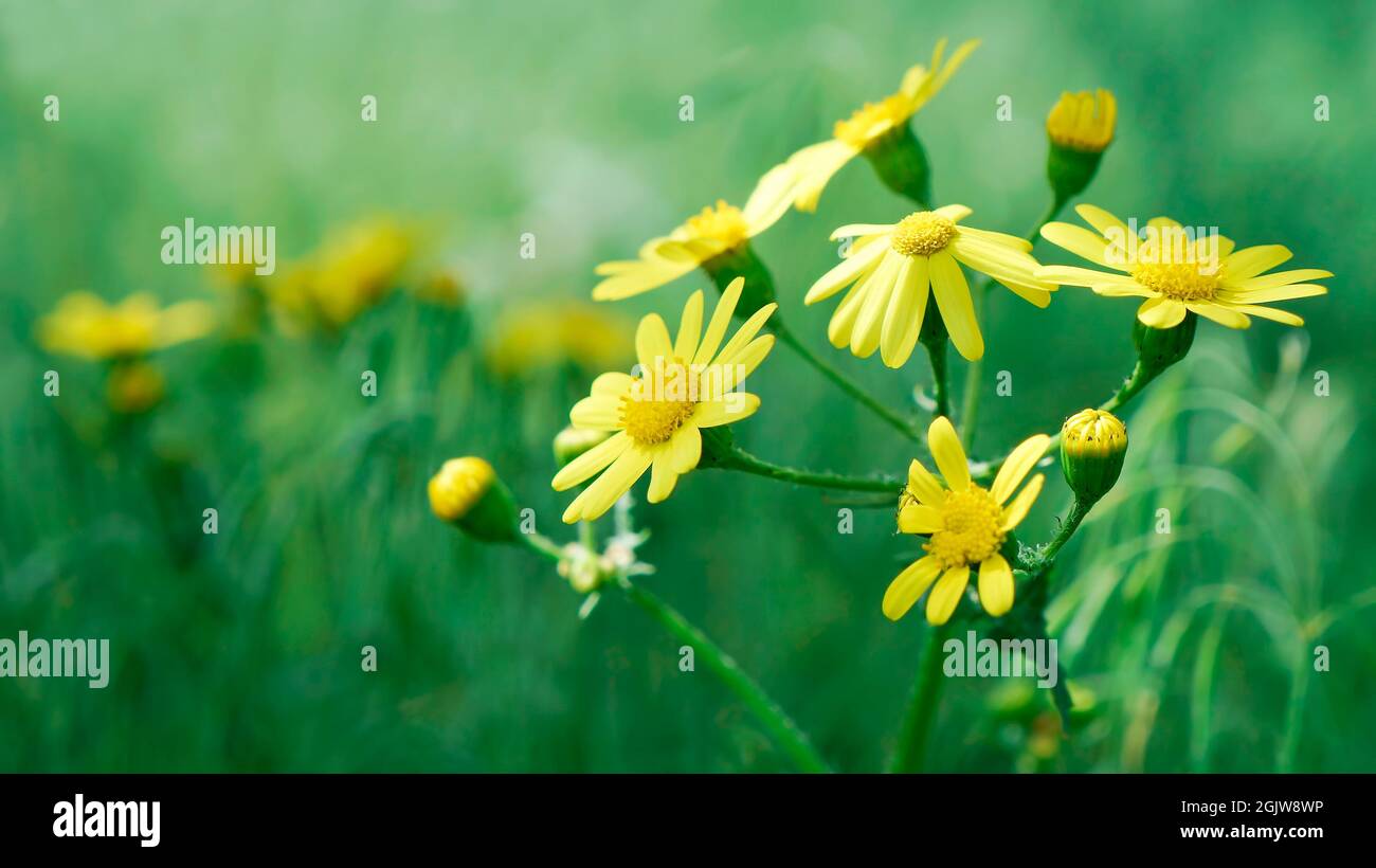 Yellow wild chamomile on a background of green grass. Close up, macro Stock Photo
