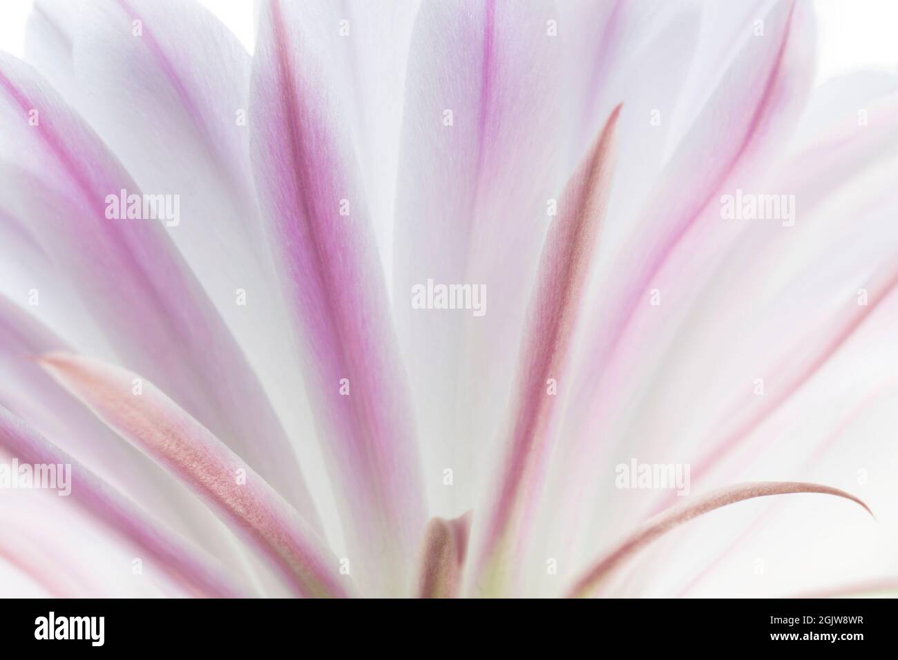 Echinopsis cactus flower with flower. Blooming cactus. Close Stock Photo