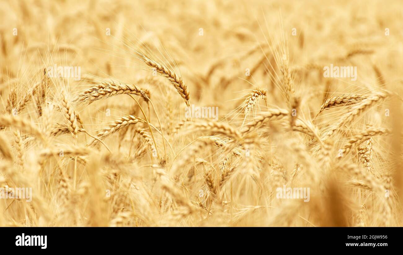 Wheat field, ears with grains near Stock Photo Alamy