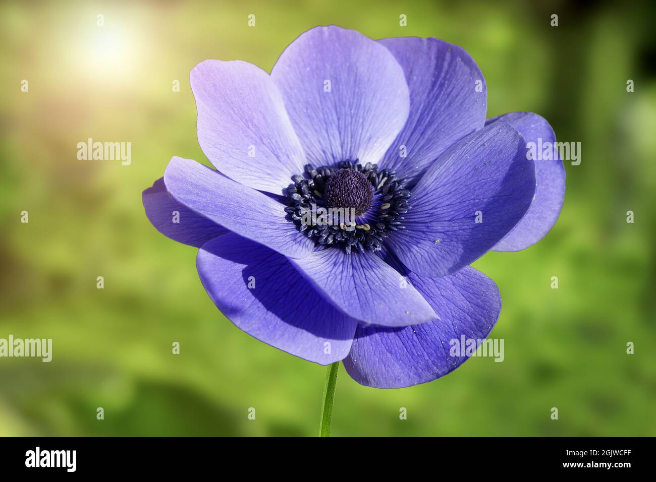 Field of beautiful blue flowers .Spring landscape of wildflowers Stock ...