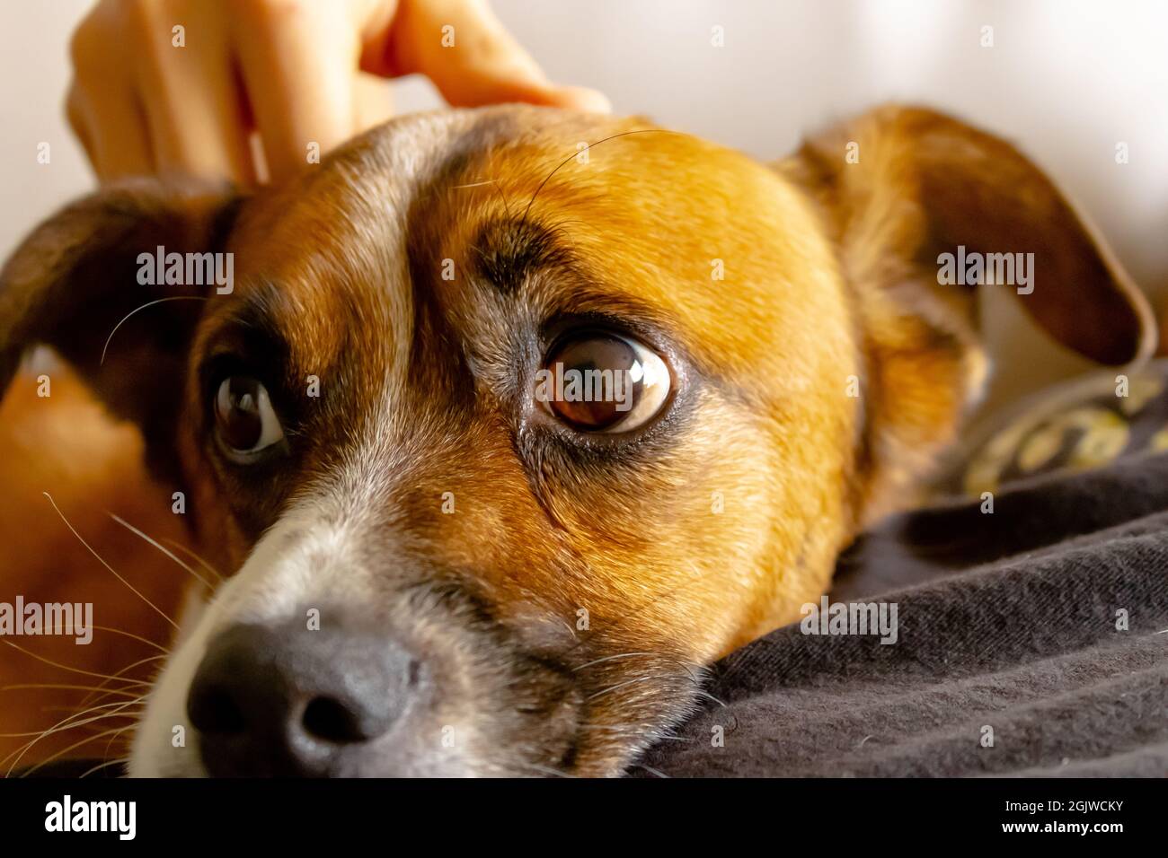 A closeup shot of a cute dog s face pet by a human hand over a black blanket Stock Photo Alamy