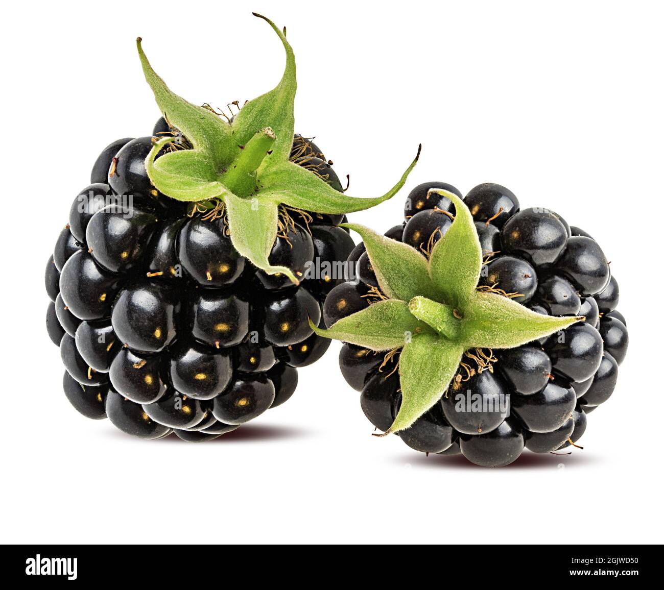 Blackberry isolated on white background Stock Photo