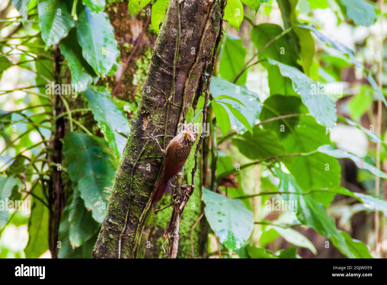 Ivory-billed woodcreeper Xiphorhynchus flavigaster in Cockscomb Basin Wildlife Sanctuary, Belize. Stock Photo