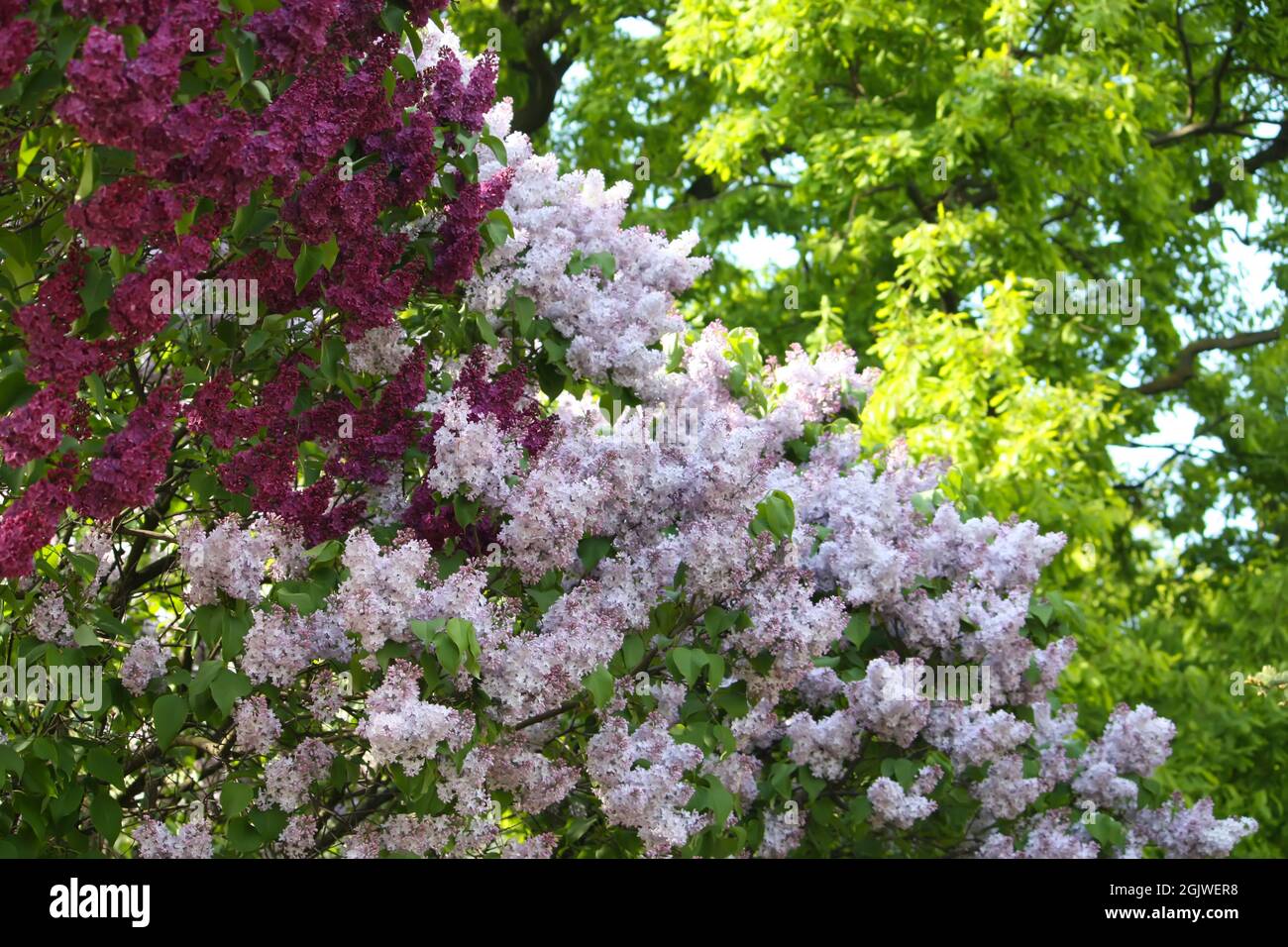 Purple lilac flowers outdoors in the sunlight Stock Photo - Alamy