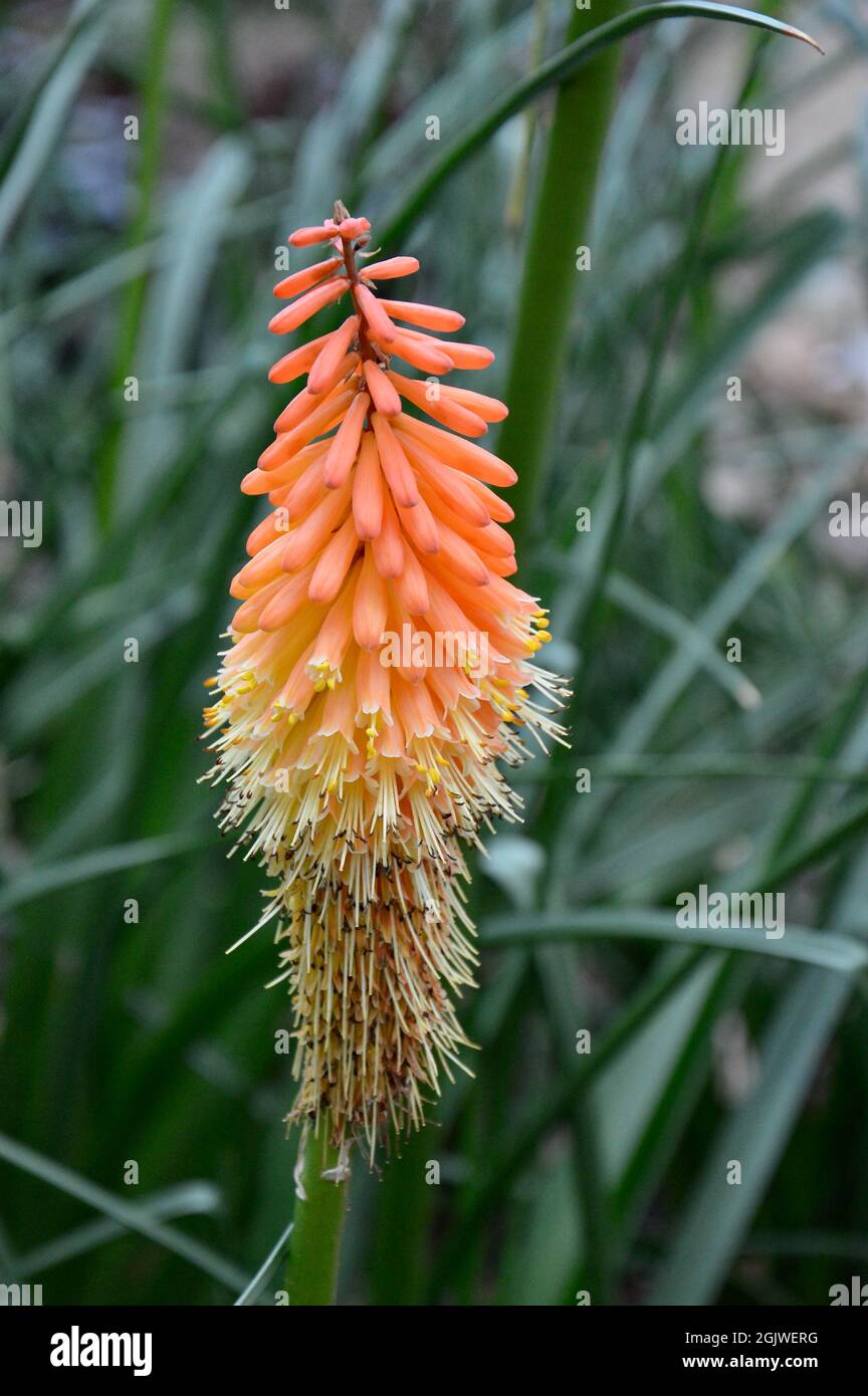 Simple flowers pastel colored hi-res stock photography and images - Alamy