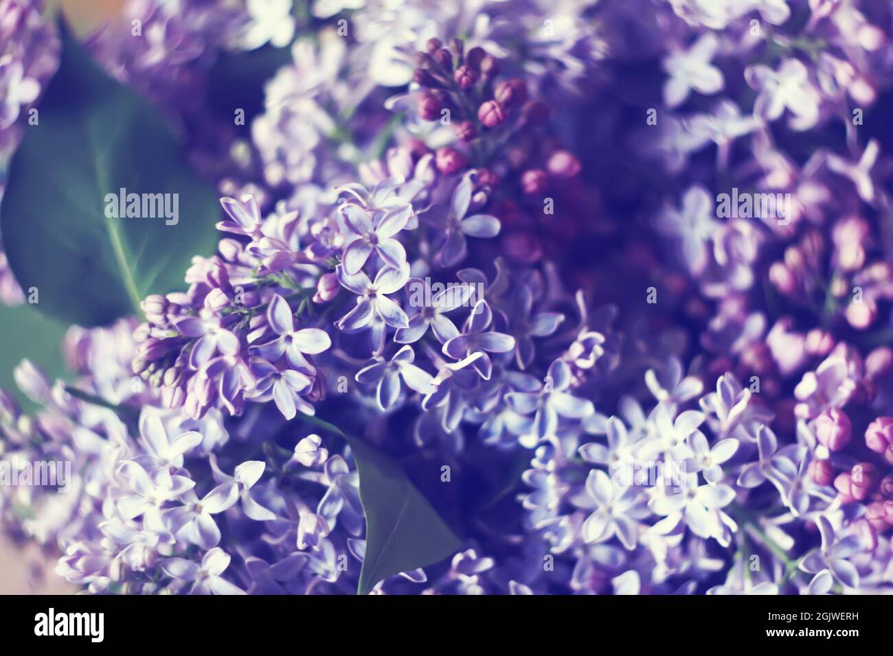 Purple lilac flowers outdoors in the sunlight Stock Photo - Alamy