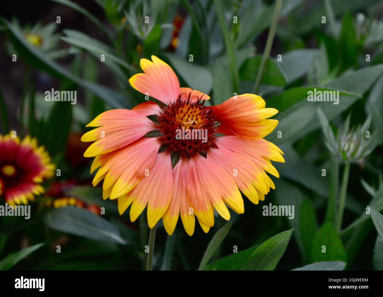 Simple flowers pastel colored hi-res stock photography and images - Alamy
