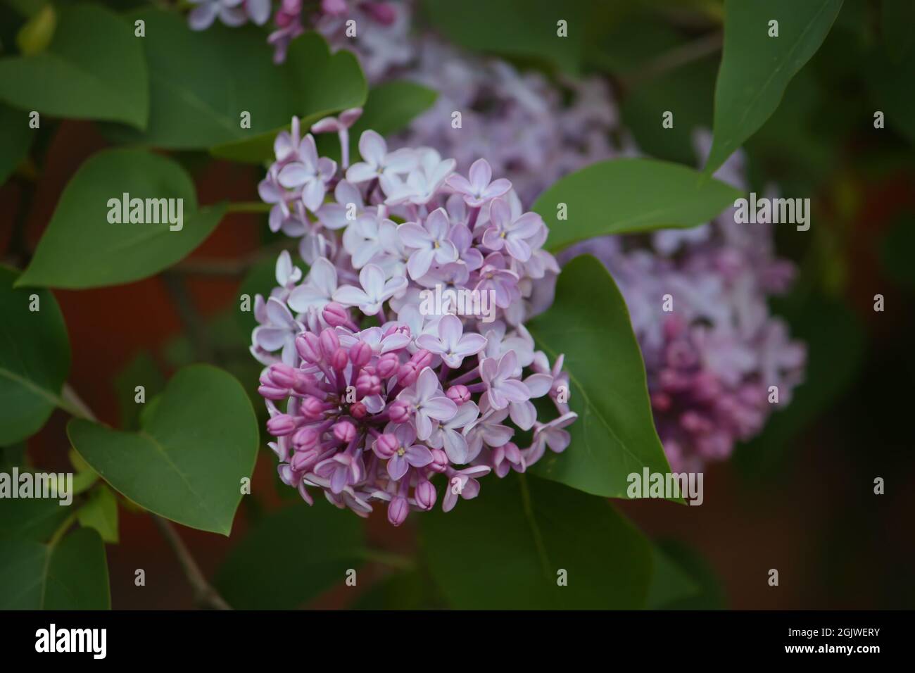 Purple lilac flowers outdoors in the sunlight Stock Photo - Alamy