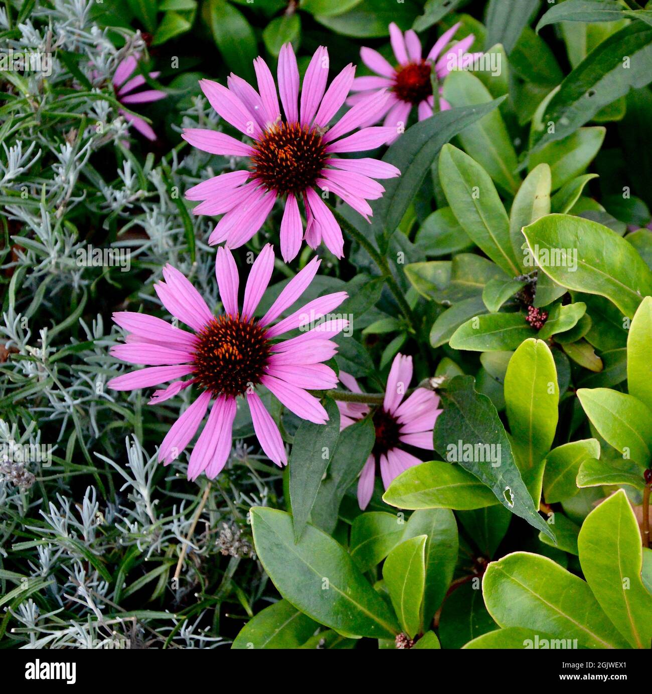 Simple flowers pastel colored hi-res stock photography and images - Alamy