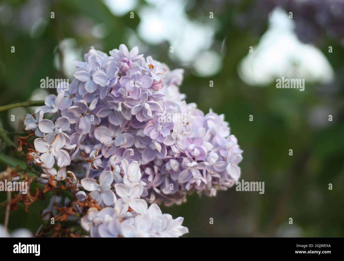 Purple lilac flowers outdoors in the sunlight Stock Photo - Alamy