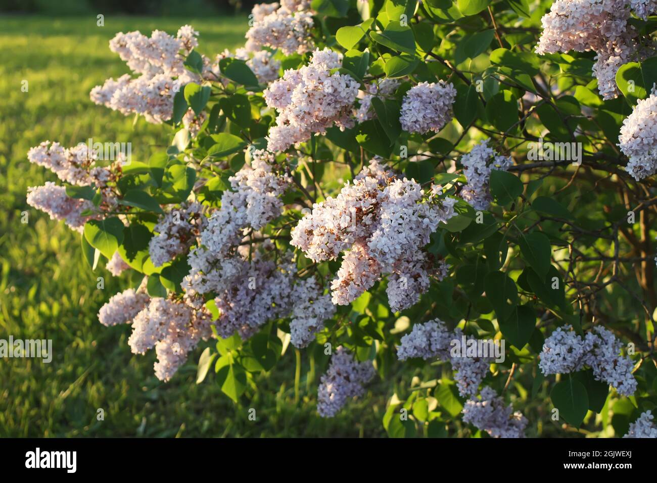 Purple lilac flowers outdoors in the sunlight Stock Photo - Alamy
