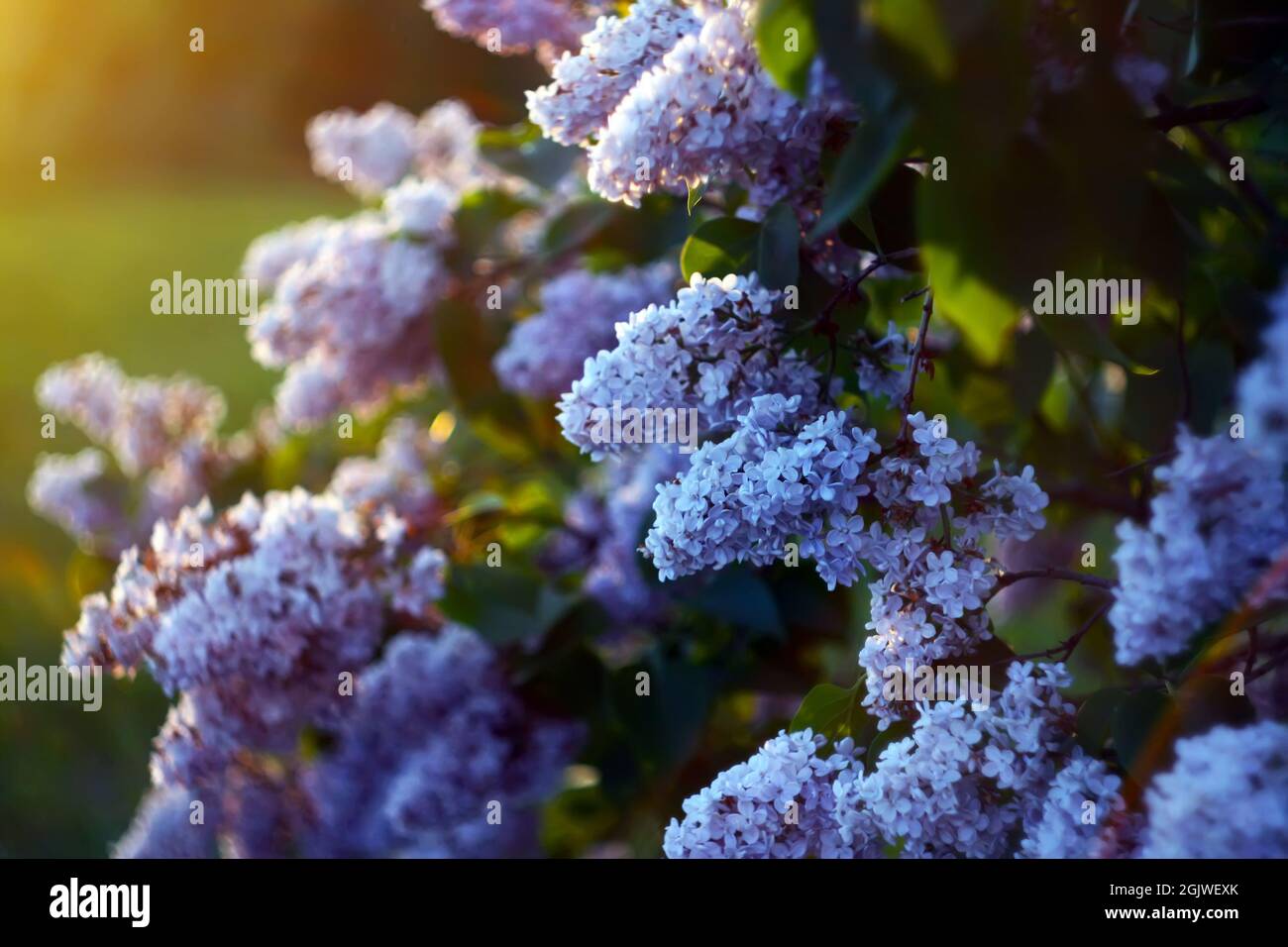 Purple lilac flowers outdoors in the sunlight Stock Photo - Alamy
