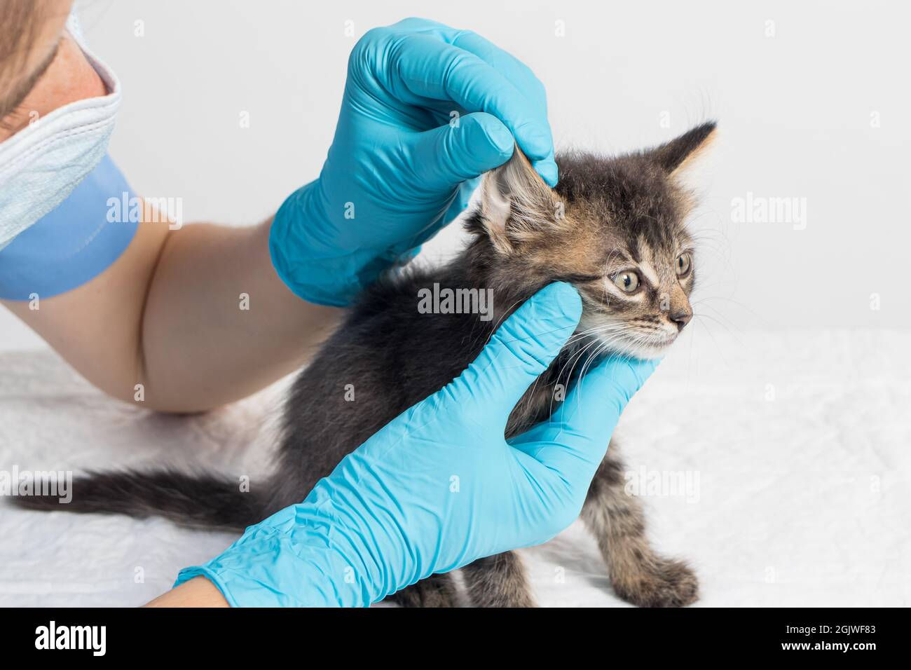 The veterinarian examines the kitten's ear. Ear parasites, otitis, diseases in animals and cats. Stock Photo