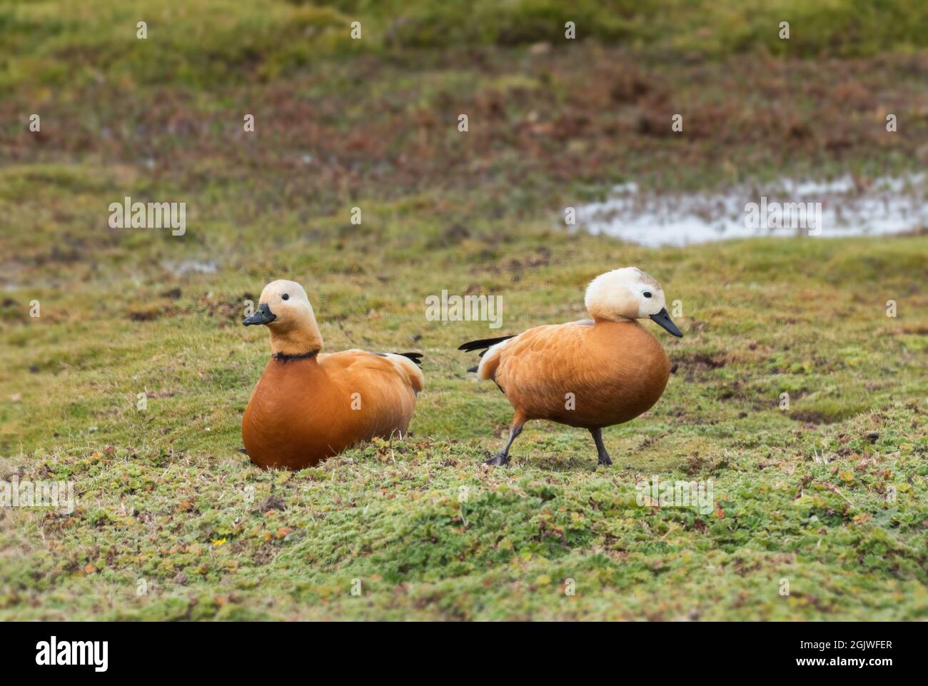 Ruddy Shelduck - Tadorna ferruginea, beautiful colored duck from Asian and African fresh waters, Bale mountains, Ethiopia. Stock Photo