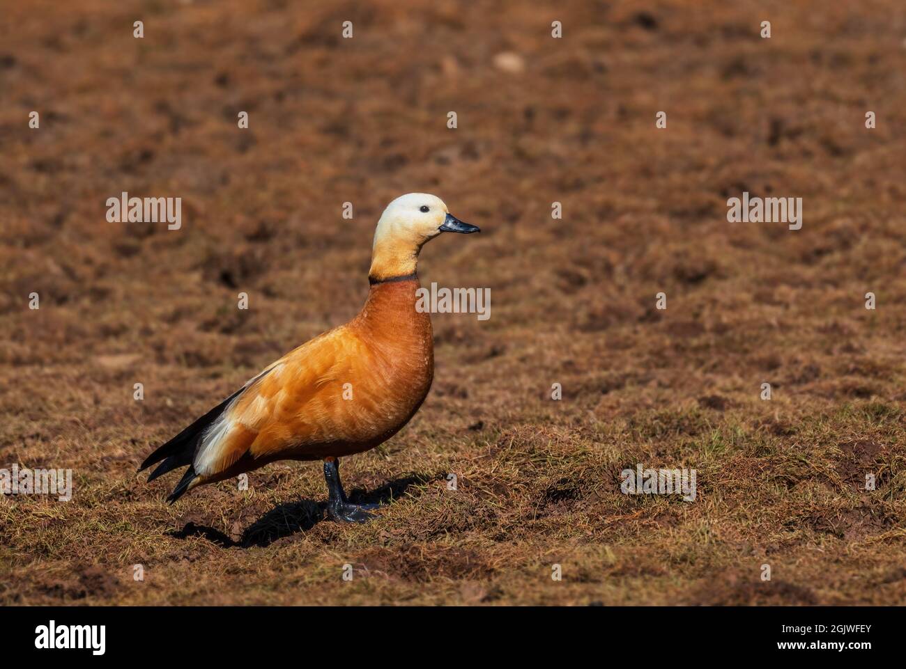 Ruddy Shelduck - Tadorna ferruginea, beautiful colored duck from Asian and African fresh waters, Bale mountains, Ethiopia. Stock Photo